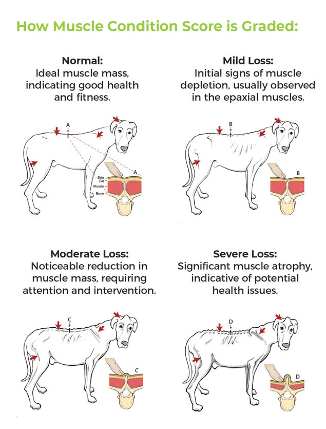 How muscle condition score is graded in dogs by the WSAVA Global Nutrition Committee